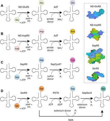 Indirect Routes to Aminoacyl-tRNA: The Diversity of Prokaryotic Cysteine Encoding Systems